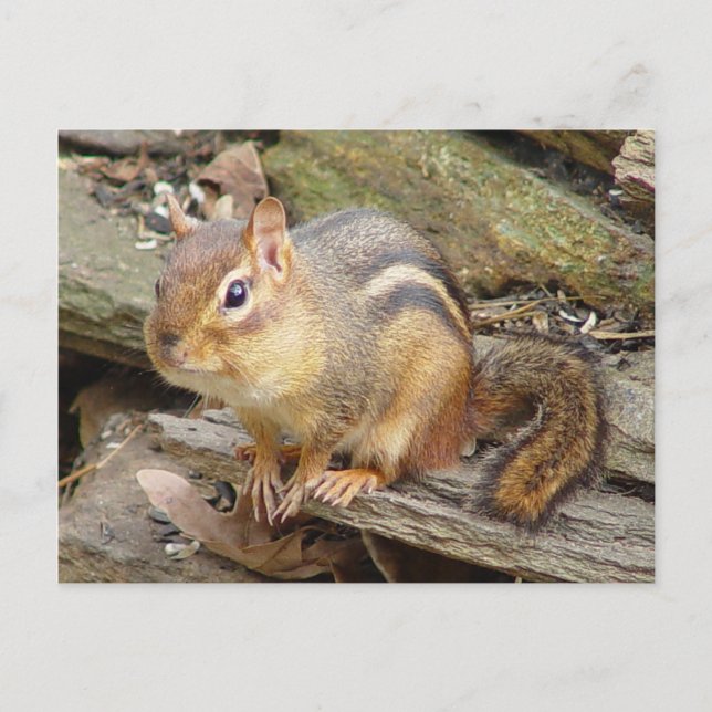 Chipmunk-Postkarte 2 Postkarte (Vorderseite)