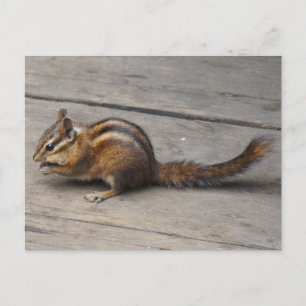 Chipmunk-Postkarte Postkarte