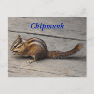 Chipmunk-Postkarte Postkarte