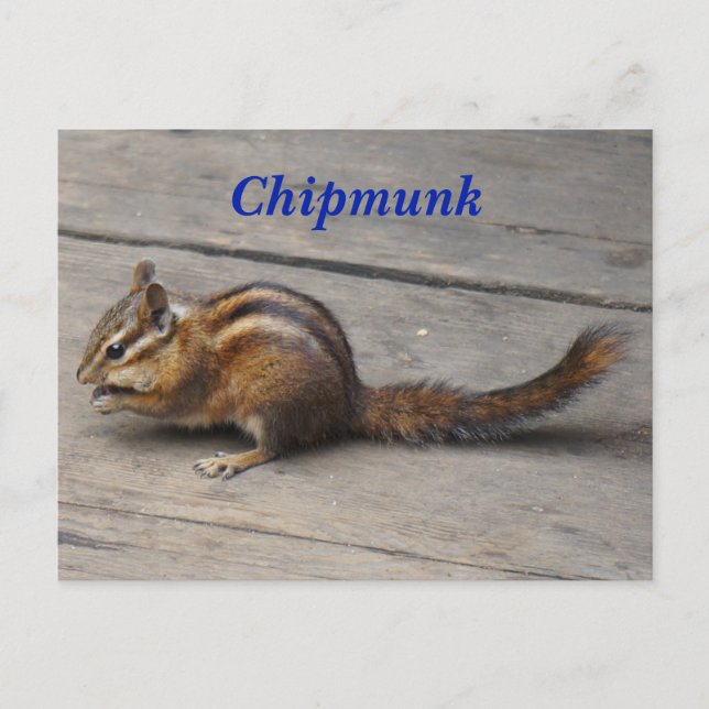 Chipmunk-Postkarte Postkarte (Vorderseite)