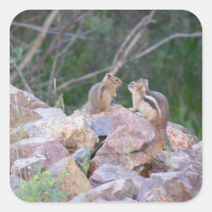 Chipmunk Quadratischer Aufkleber