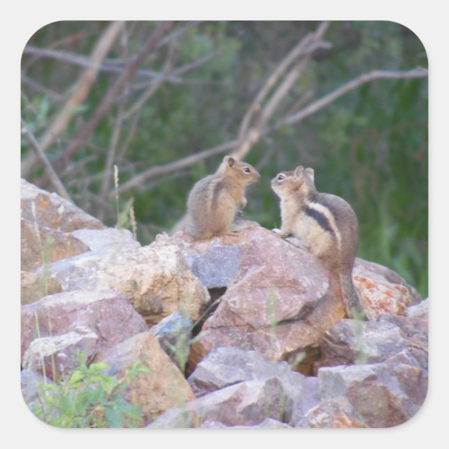 Chipmunk Quadratischer Aufkleber (Vorderseite)