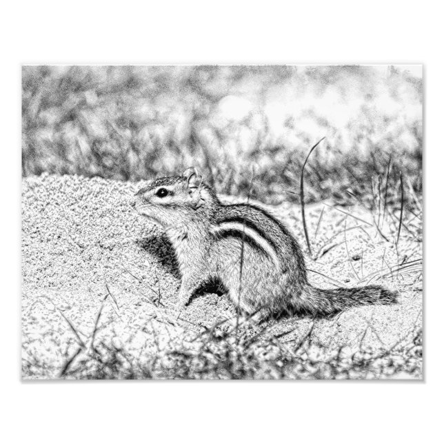 Chipmunk Sketch Fotodruck (Vorne)