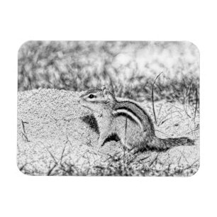 Chipmunk Sketch Magnet