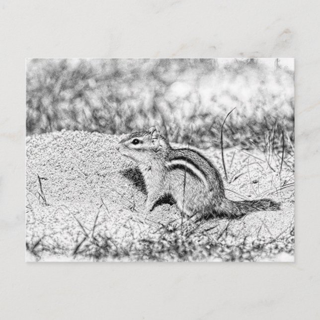 Chipmunk Sketch Postkarte (Vorderseite)