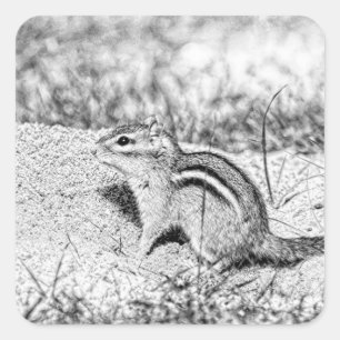 Chipmunk Sketch Quadratischer Aufkleber