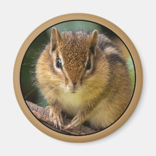 Chipmunk Stare Magnet