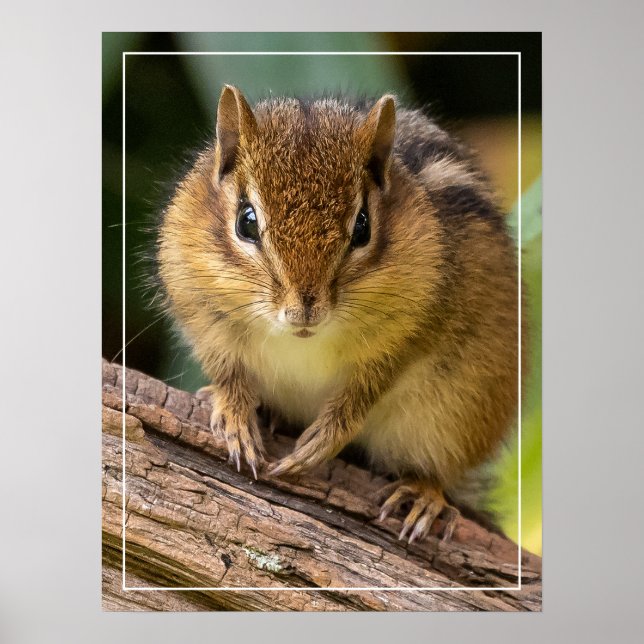 Chipmunk Stare Poster (Vorne)