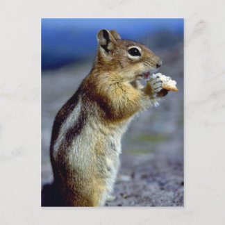 Chipmunk Stehend und essen, Profil Postkarte