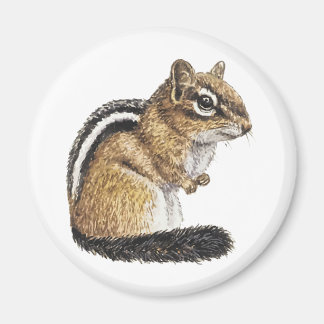 Chipmunk-Süsse Magnet