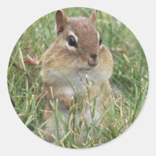Chipmunk-Wangen Runder Aufkleber