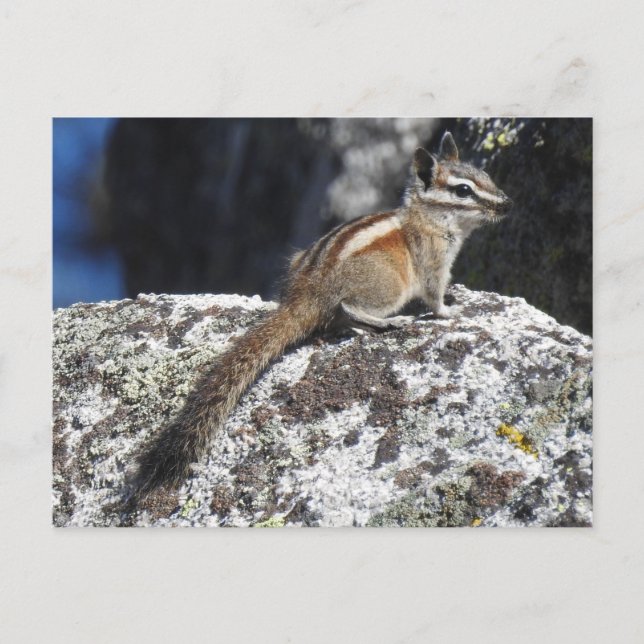 Chipmunk, wild lebende Tiere, Postkarte (Vorderseite)