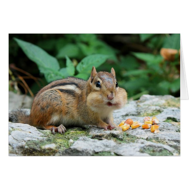 Chipmunk With Stuffed Cheeks Card (Vorderseite (Horizontal))