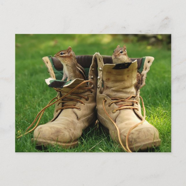Chipmunks in Boots Postkarte (Vorderseite)
