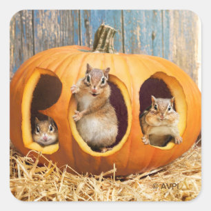 Chipmunks Inside Boo Jack-o-Lantern Quadratischer Aufkleber