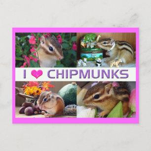 Chipmunks pohto postkarte