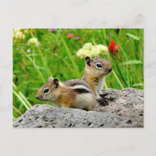 Chipmunks und Wildblumen Postkarte (Vorderseite)