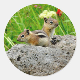 Chipmunks und Wildblumen Runder Aufkleber