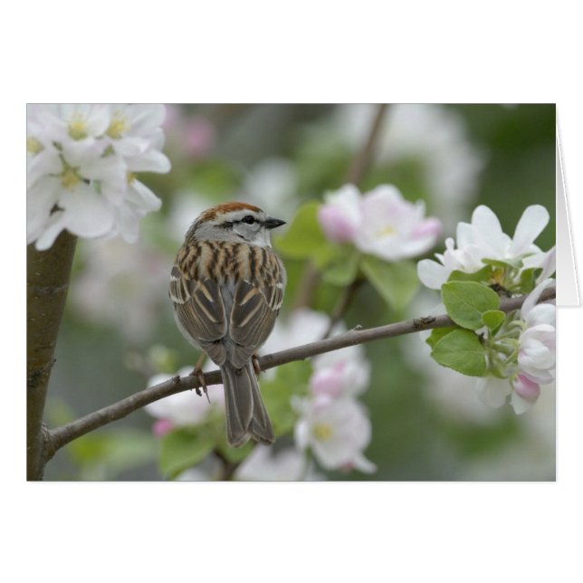 Chipping Sparrow (Vorderseite (Horizontal))