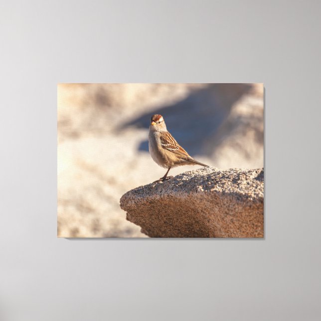 Chipping Sparrow auf dem Felsen Leinwanddruck (Vorderseite)