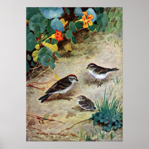 Chipping Sparrow Family and Nasturtiums Poster