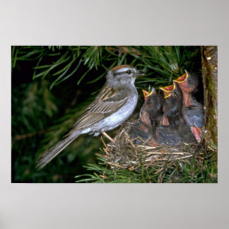 Chipping Sparrow füttre jung Poster