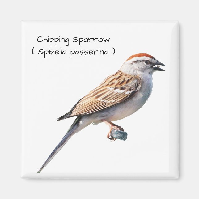 Chipping Sparrow Magnet (Vorne)