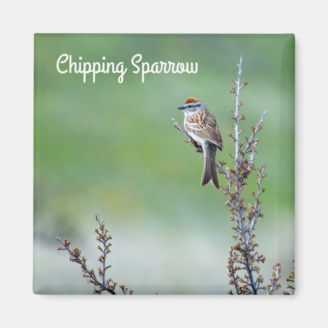 Chipping Sparrow Magnet (Vorne)