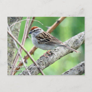 Chipping Sparrow Postcard Postkarte