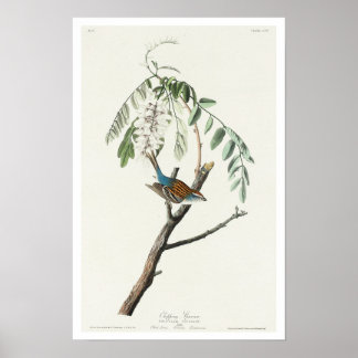 Chipping Sparrow Poster