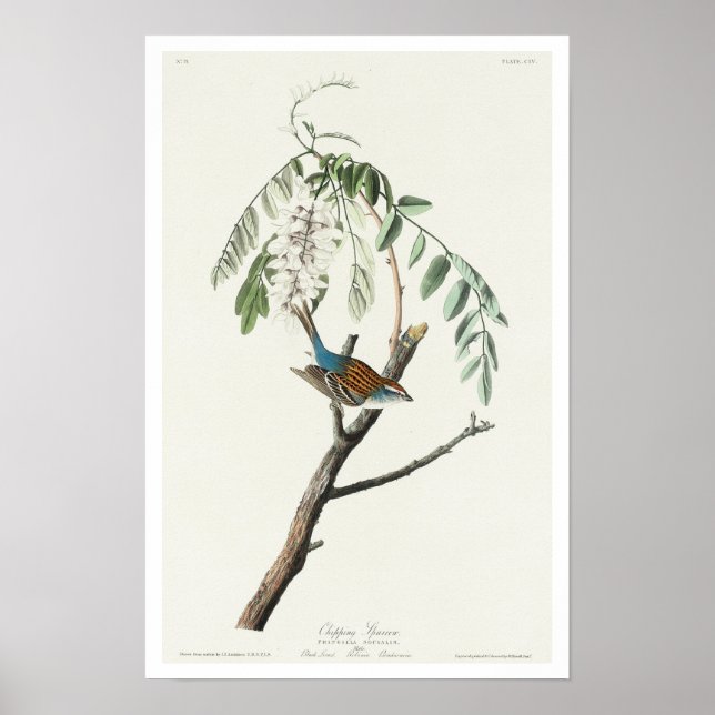 Chipping Sparrow Poster (Vorne)