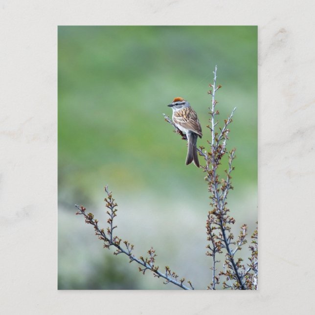 Chipping Sparrow Postkarte (Vorderseite)