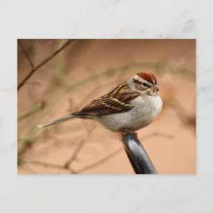 Chipping Sparrow Postkarte