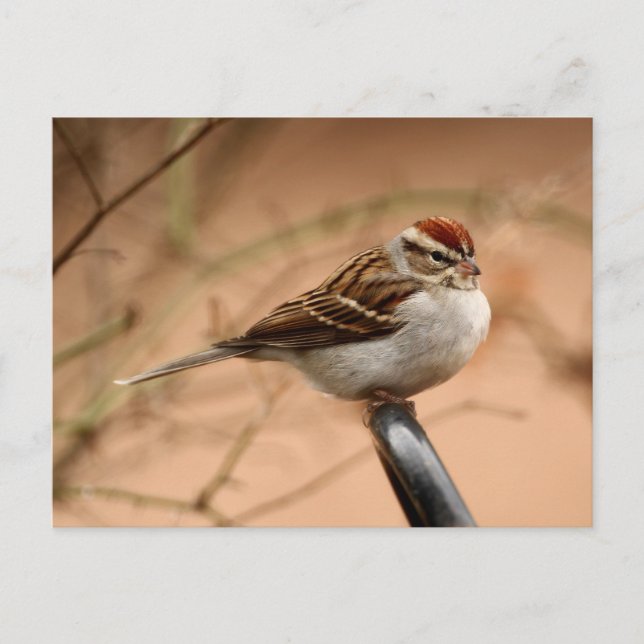 Chipping Sparrow Postkarte (Vorderseite)