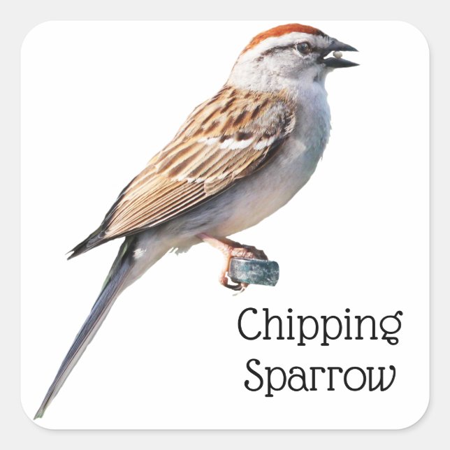 Chipping Sparrow Quadratischer Aufkleber (Vorderseite)