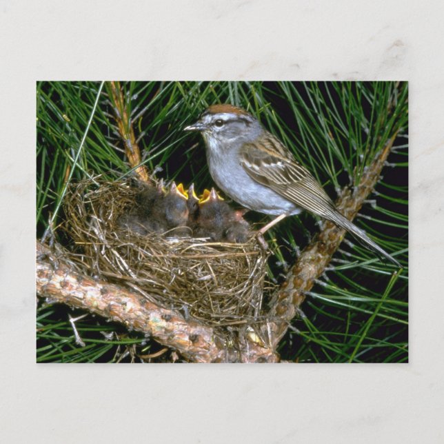 Chipping Sparrow und zwei Nestlings Postkarte (Vorderseite)