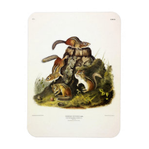 Chipping Squirrel ( Eastern Chipmunk ) von Audubon Magnet