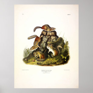 Chipping Squirrel ( Eastern Chipmunk ) von Audubon Poster