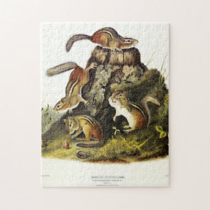 Chipping Squirrel ( Eastern Chipmunk ) von Audubon Puzzle
