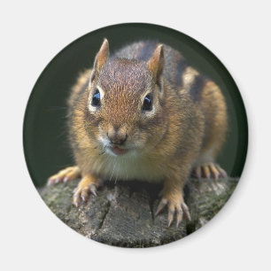 Chippy der Chipmunk-Magnet Magnet