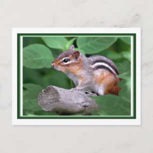 Chippy Postkarte