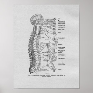 Chiropraktik Autonome Nerven Vintage-Druck Poster