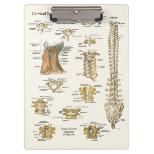Chiropraktik-zervikales Dorn-Anatomie-Klemmbrett Klemmbrett