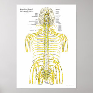 Chiropraktische Anatomie-Poster Poster