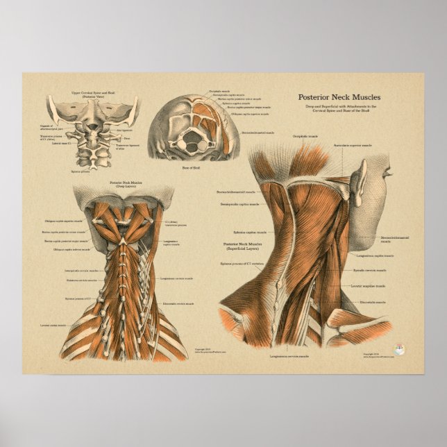 Chiropraktische Massagediagramm der Nackenspine Poster (Vorne)