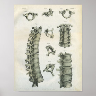 Chiropraktische Zervikale und Thorakische Spine Poster