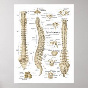 Chiropraktisches Poster der Anatomie der menschlic
