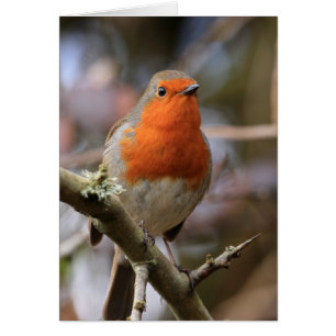Chirpy Robin