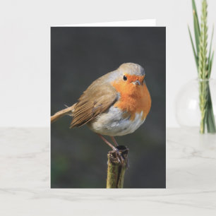 Chirpy Robin Karte