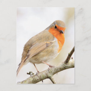 Chirpy Robin Postkarte